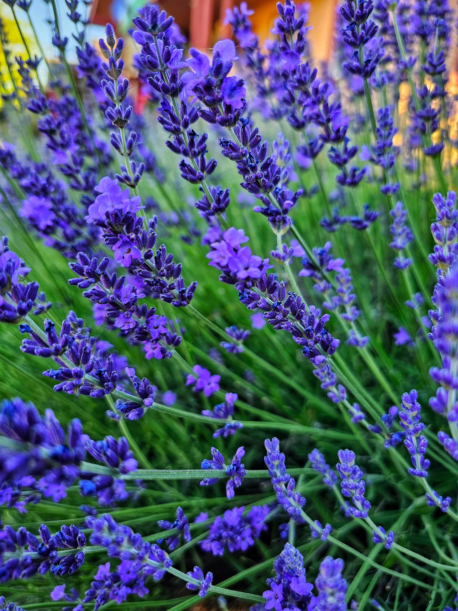 Simply Lavender Salve, Wildcrafted Garden Grown Organic Herbal Balm, Ethically Created No Scent Added Botanically Infused Handcrafted Salve